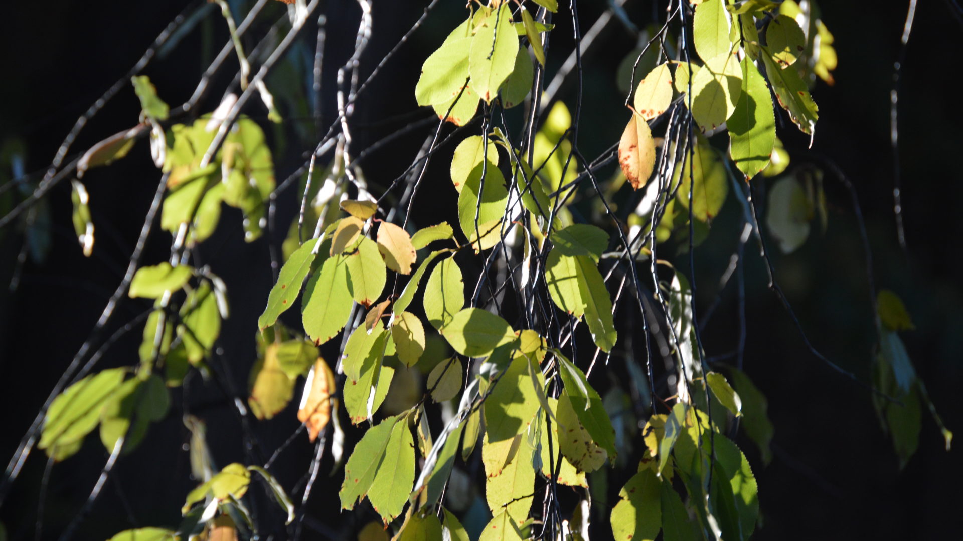 A backlit group of leaves at the Dorchester North Burying Ground