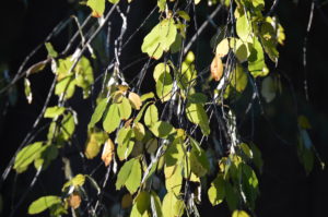 A backlit group of leaves at the Dorchester North Burying Ground